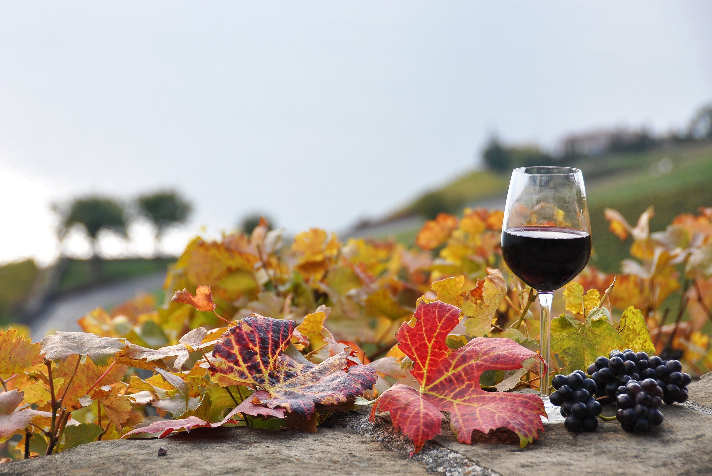 Sage Society Fall Event