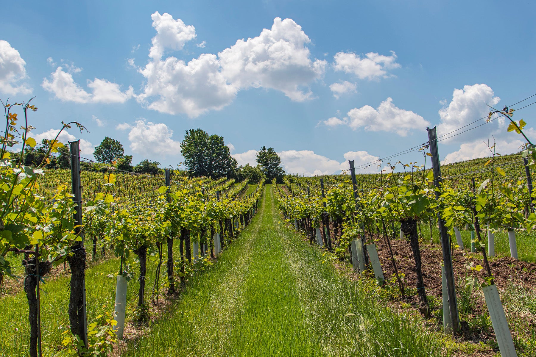 Bienvenues-Bâtard-Montrachet Grand Cru