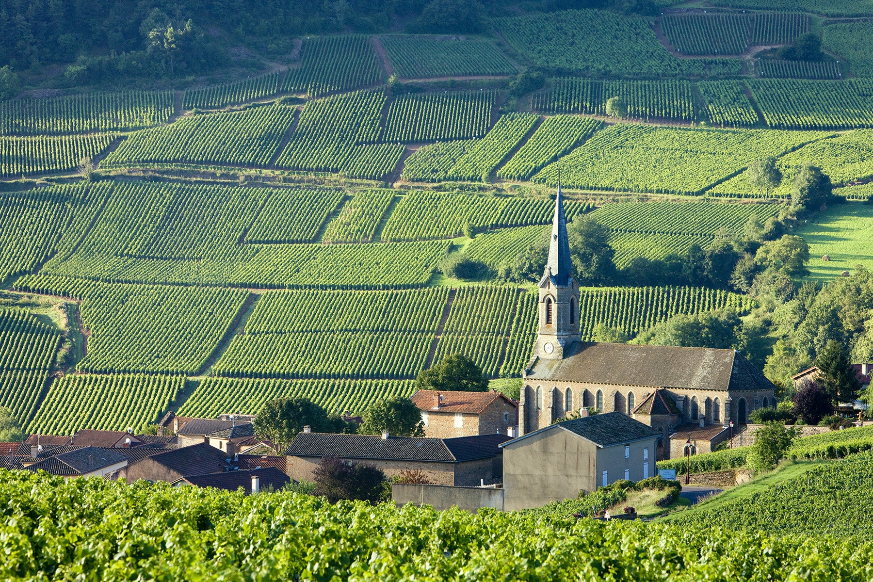 Chambertin-Clos de Bèze Grand Cru