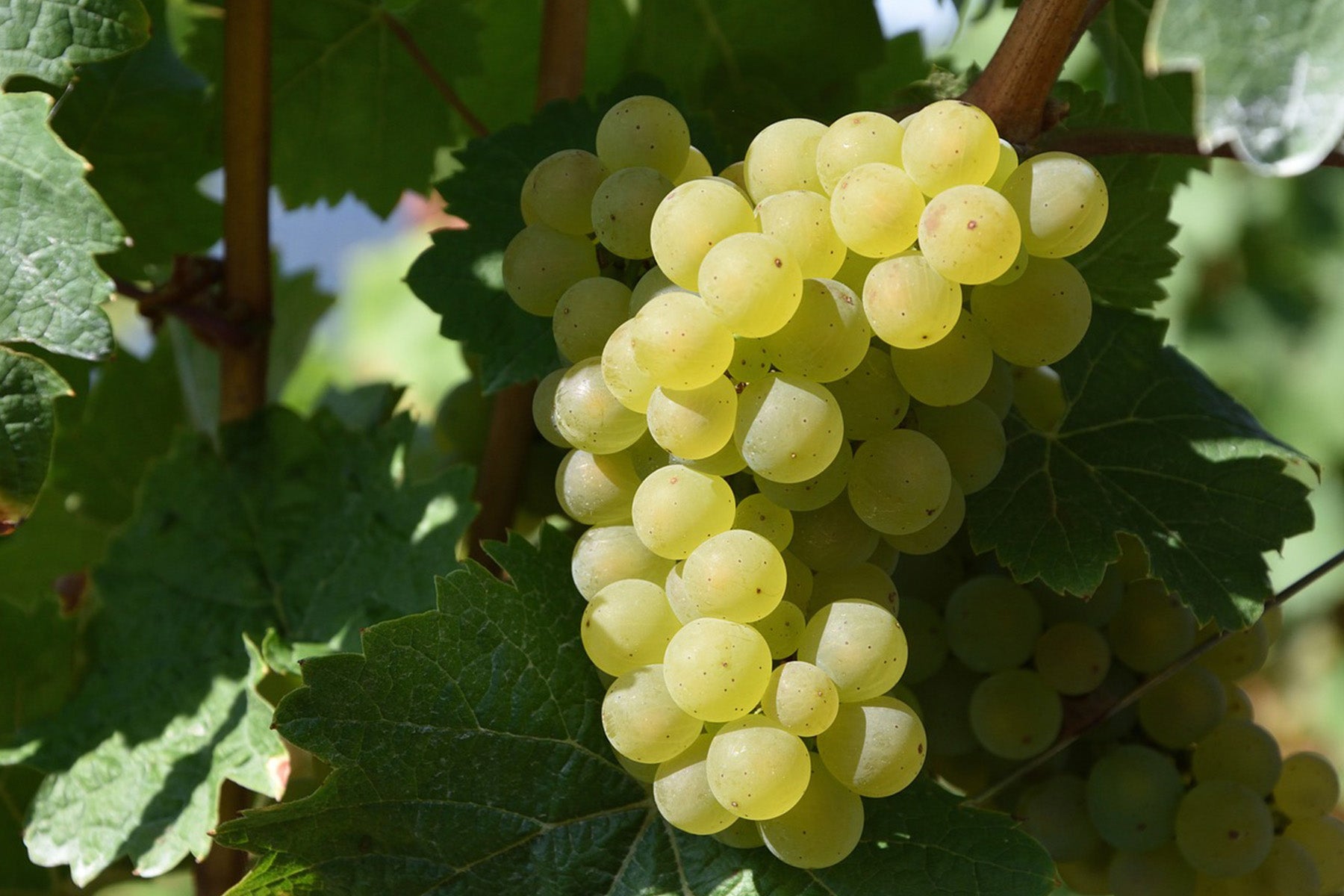 Clairette Blanche