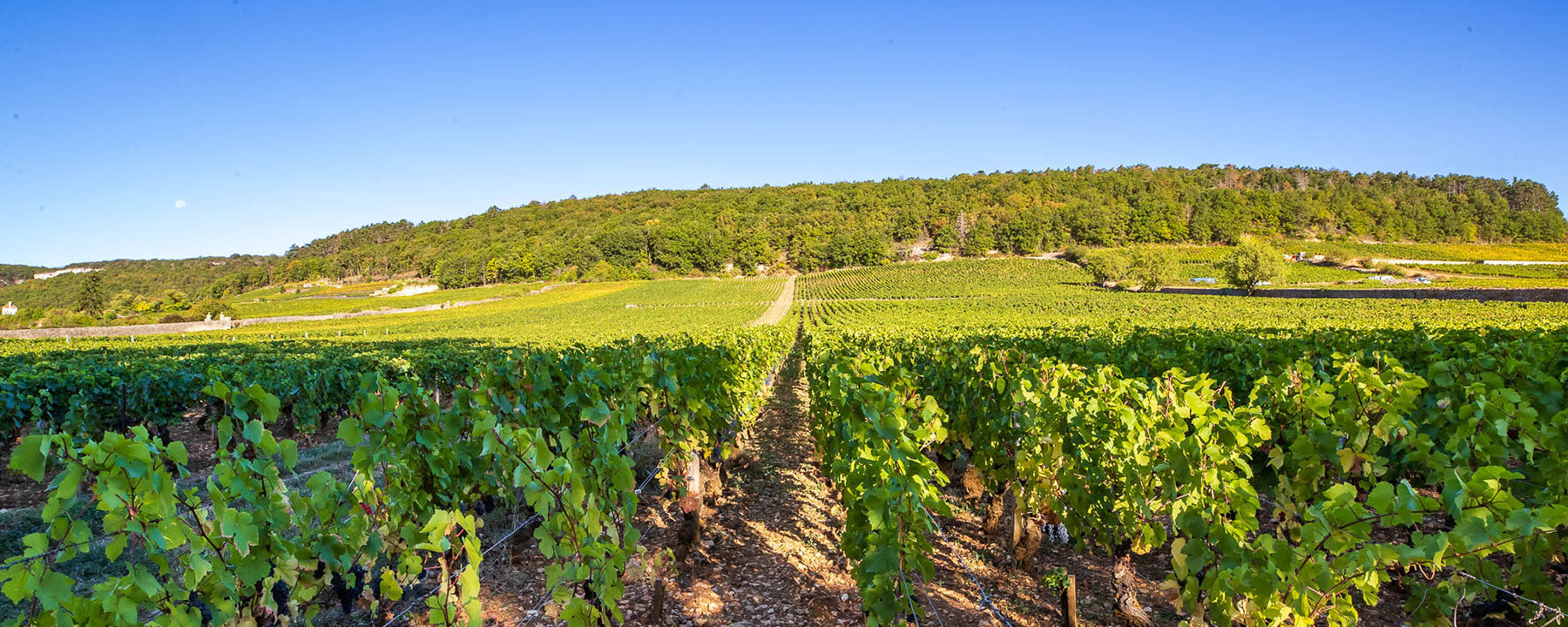 Domaine Bruno Clair