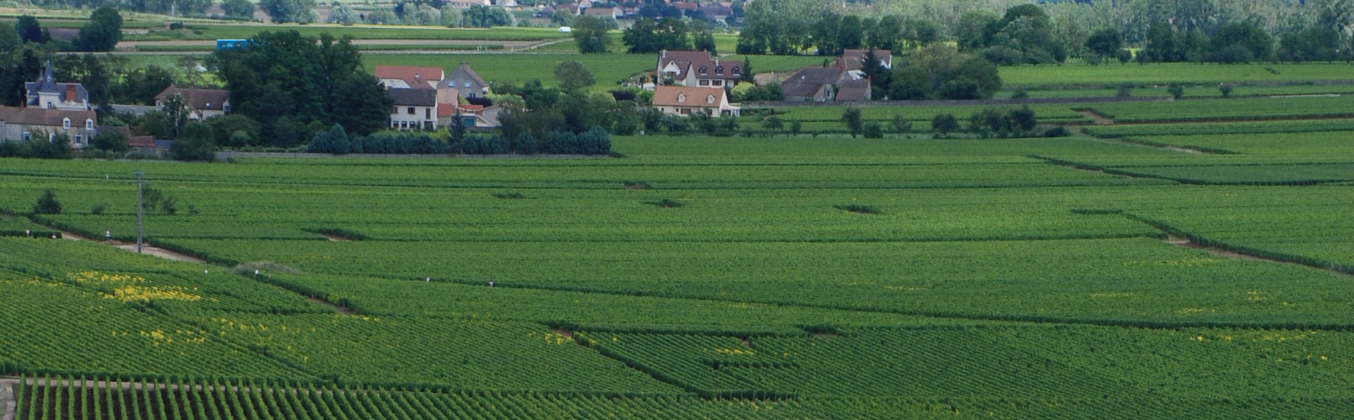 White Burgundy Grand Crus