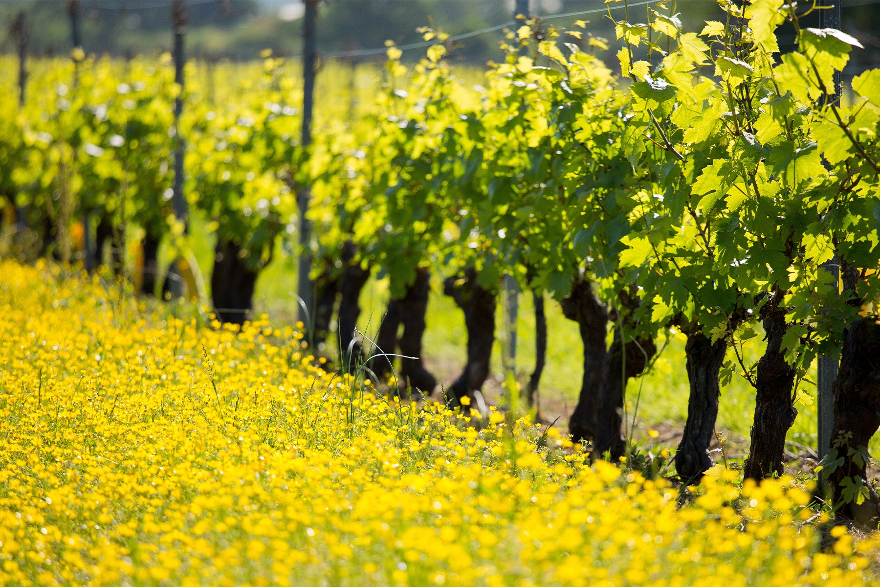 Grands-Echezeaux Grand Cru
