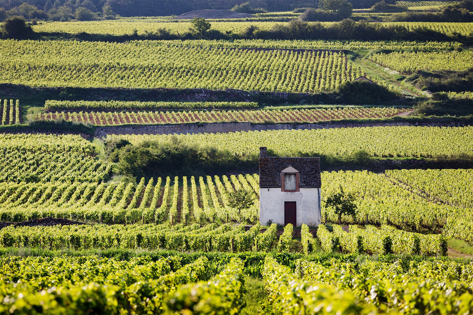 Iconic Vineyards