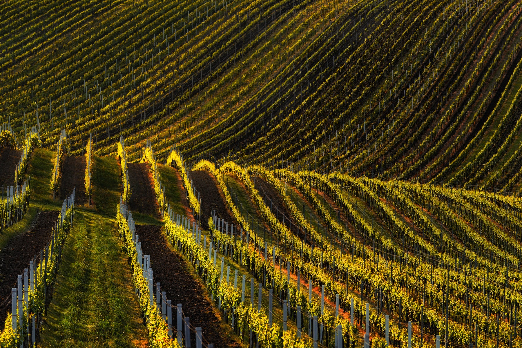 Meursault 1er Cru Les Perrières