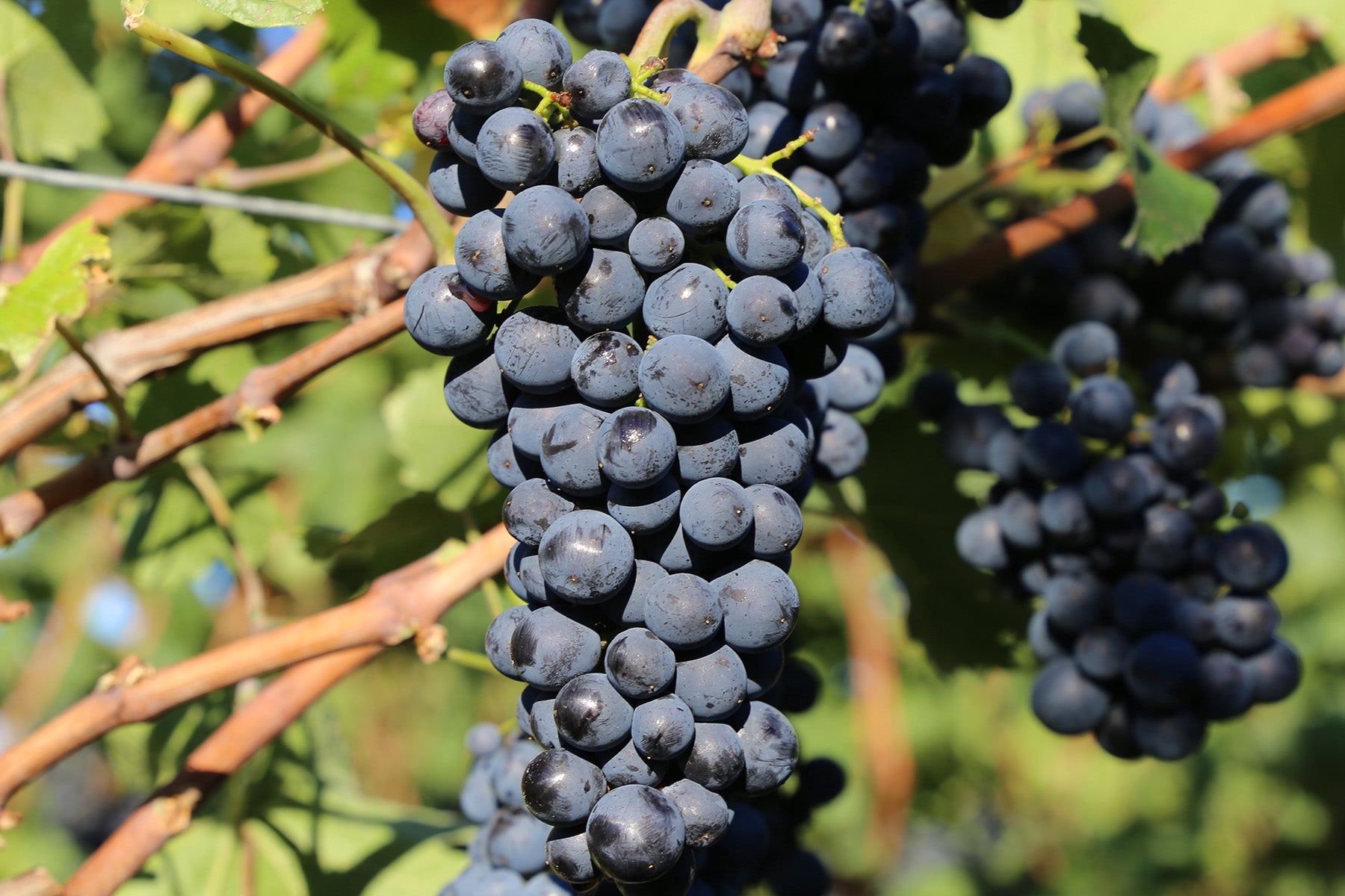 Syrah