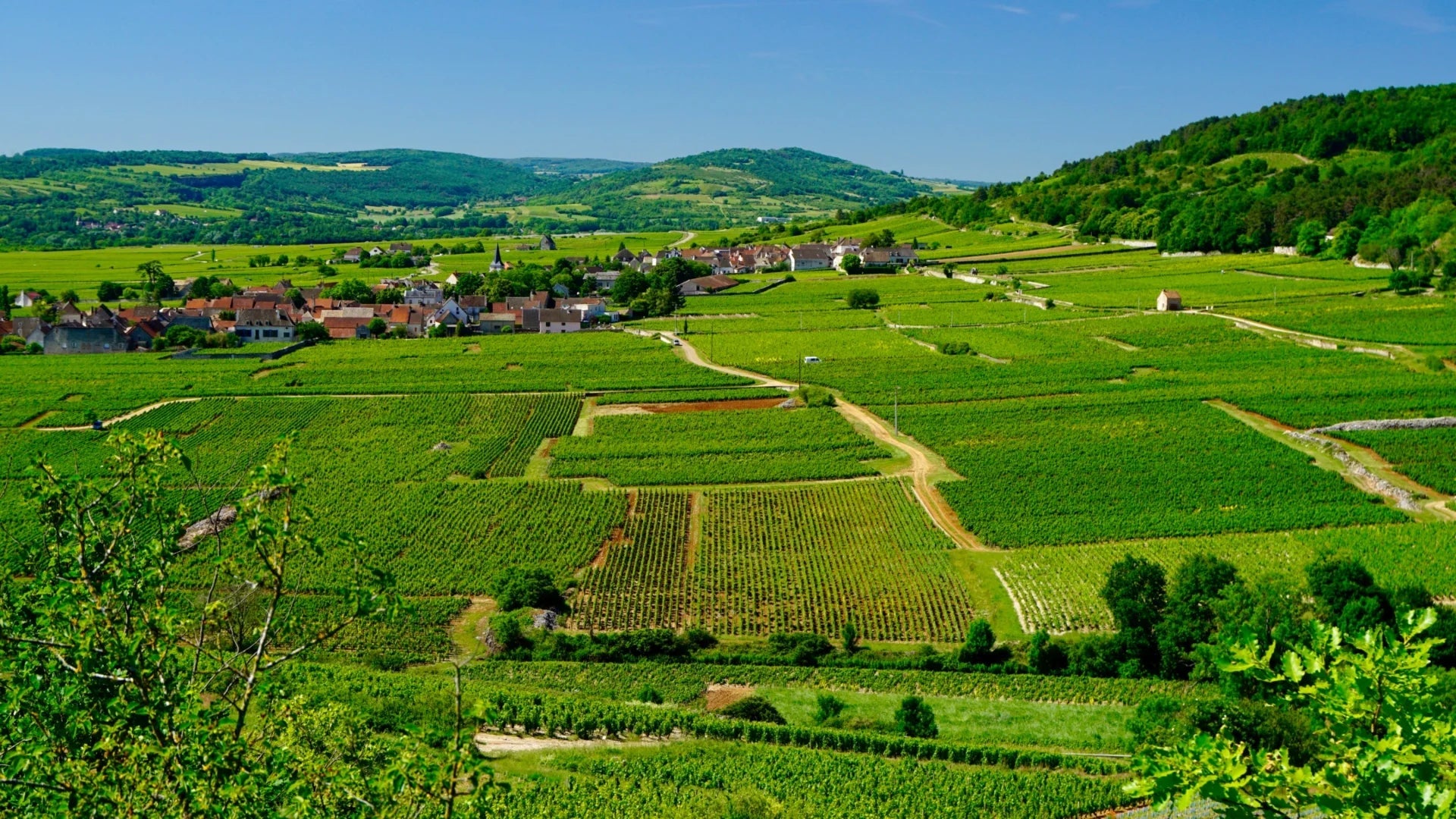 Chassagne-Montrachet