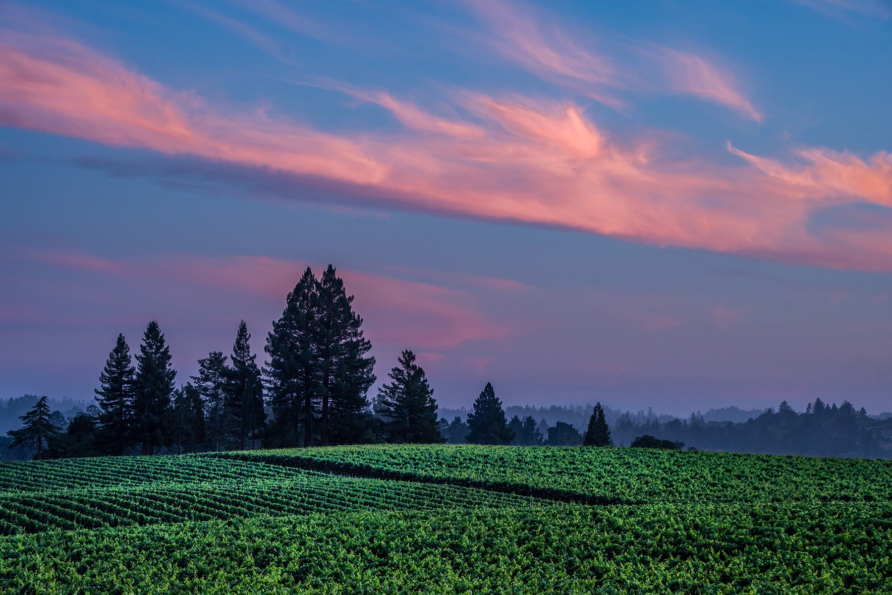 Sonoma Valley