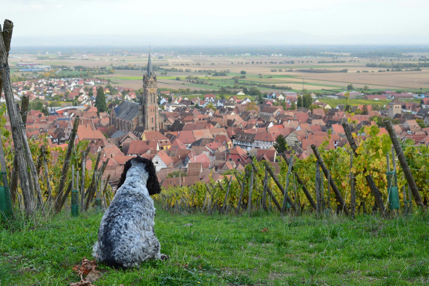 Bourgueil