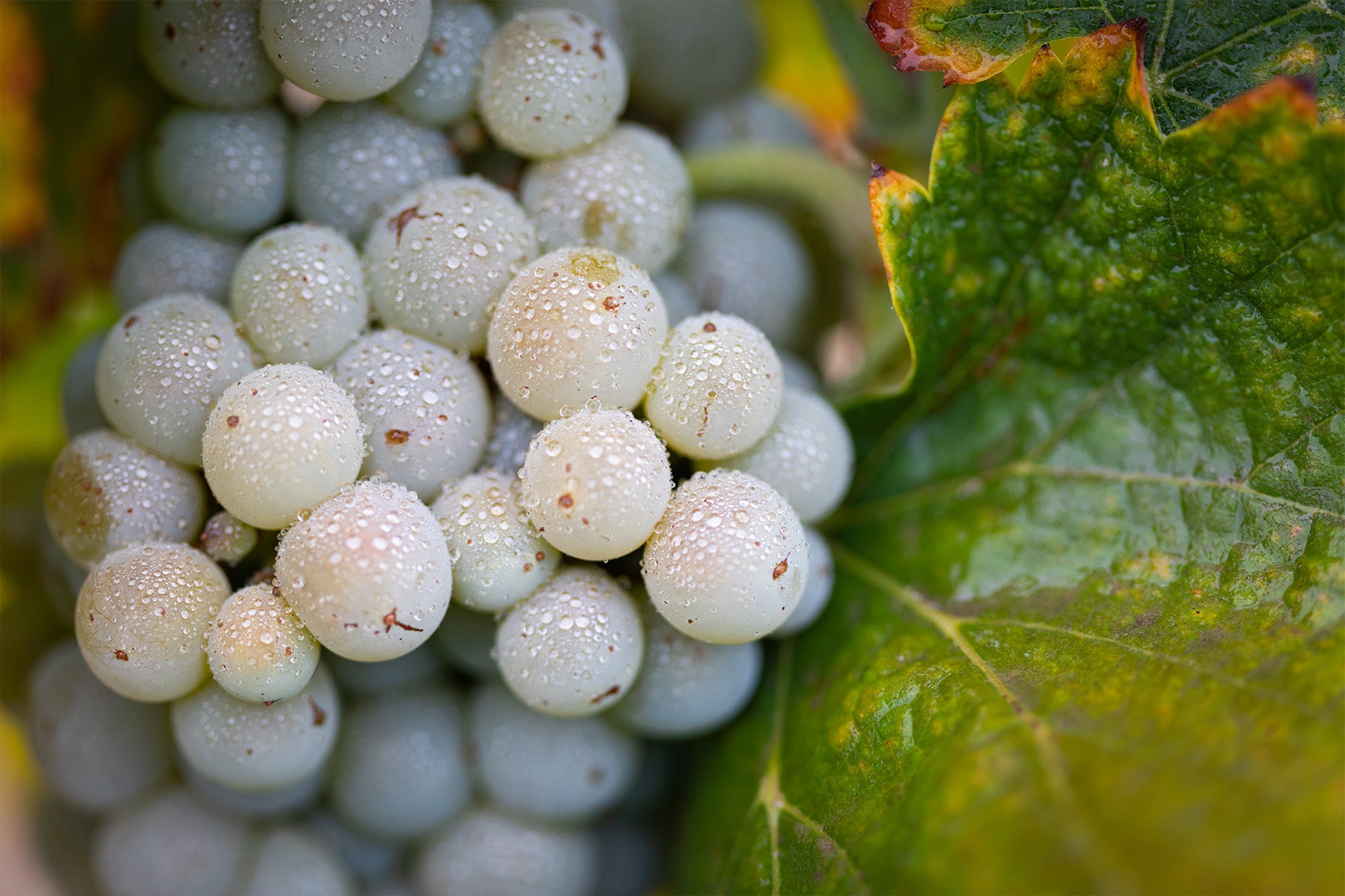 Chenin Blanc