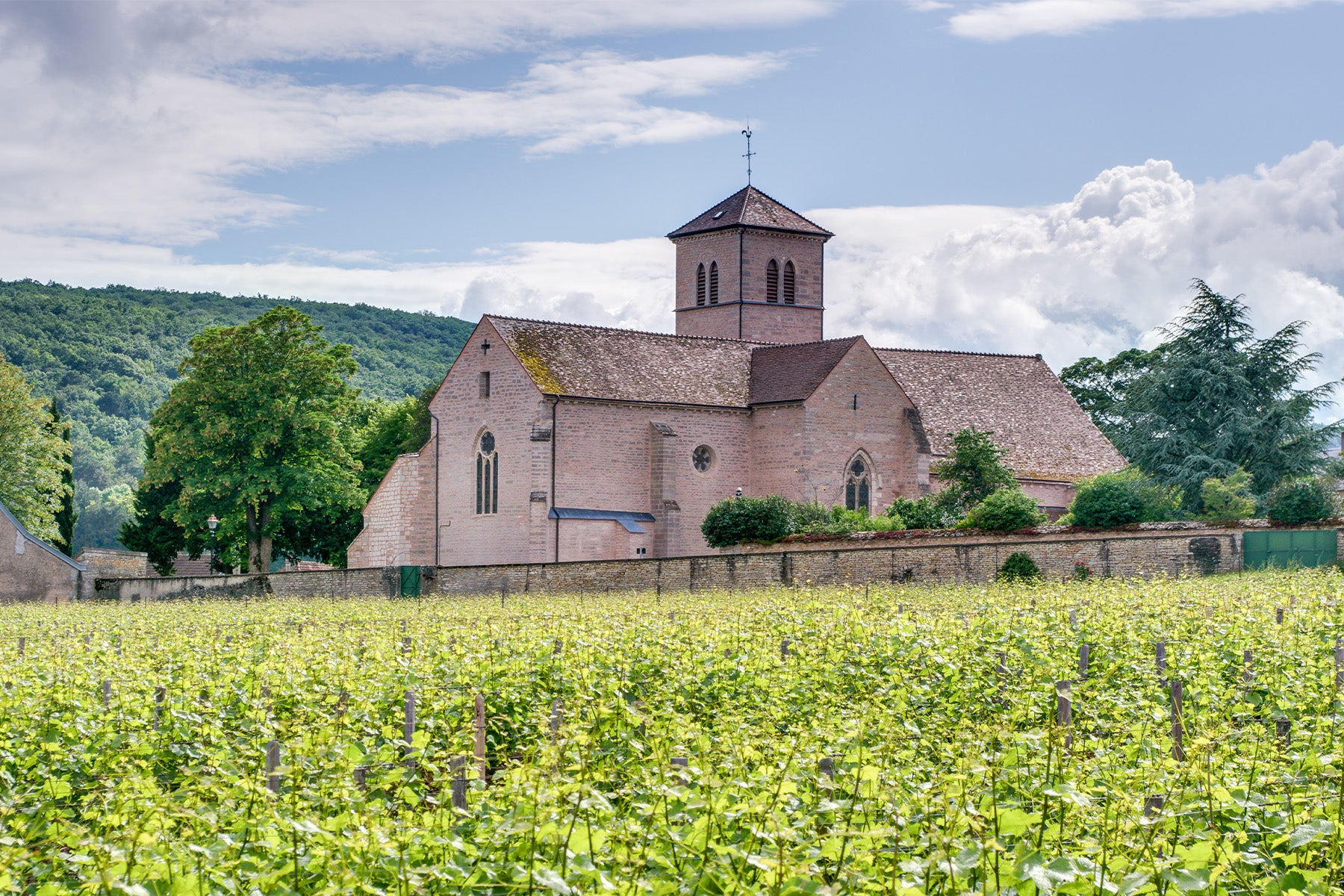 Gevrey-Chambertin 1er Cru