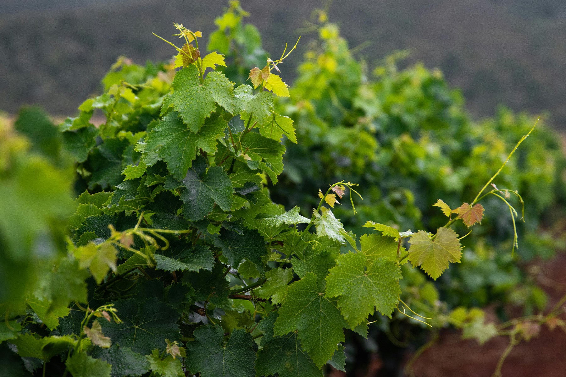 Givry 1er Cru