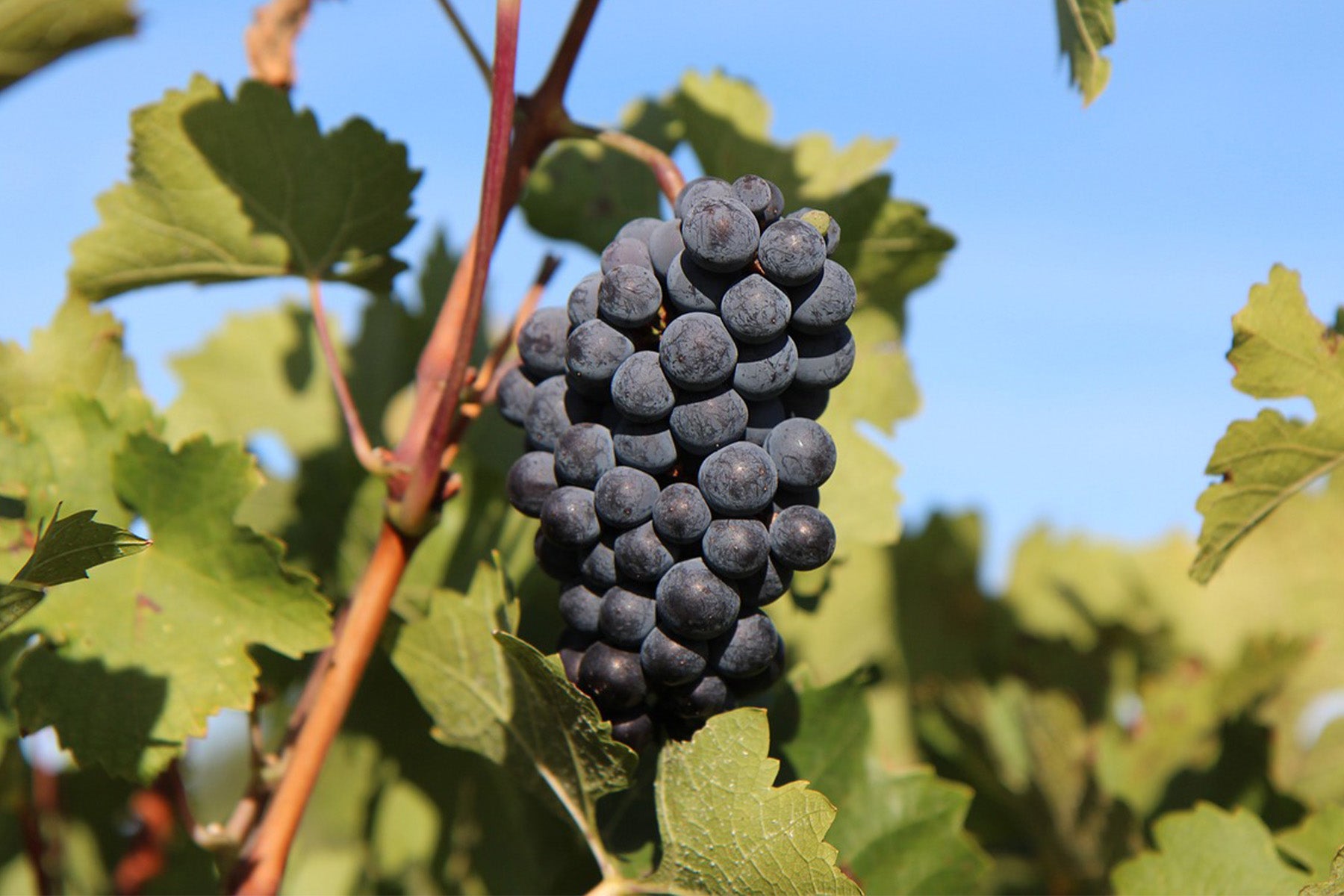 Carignan