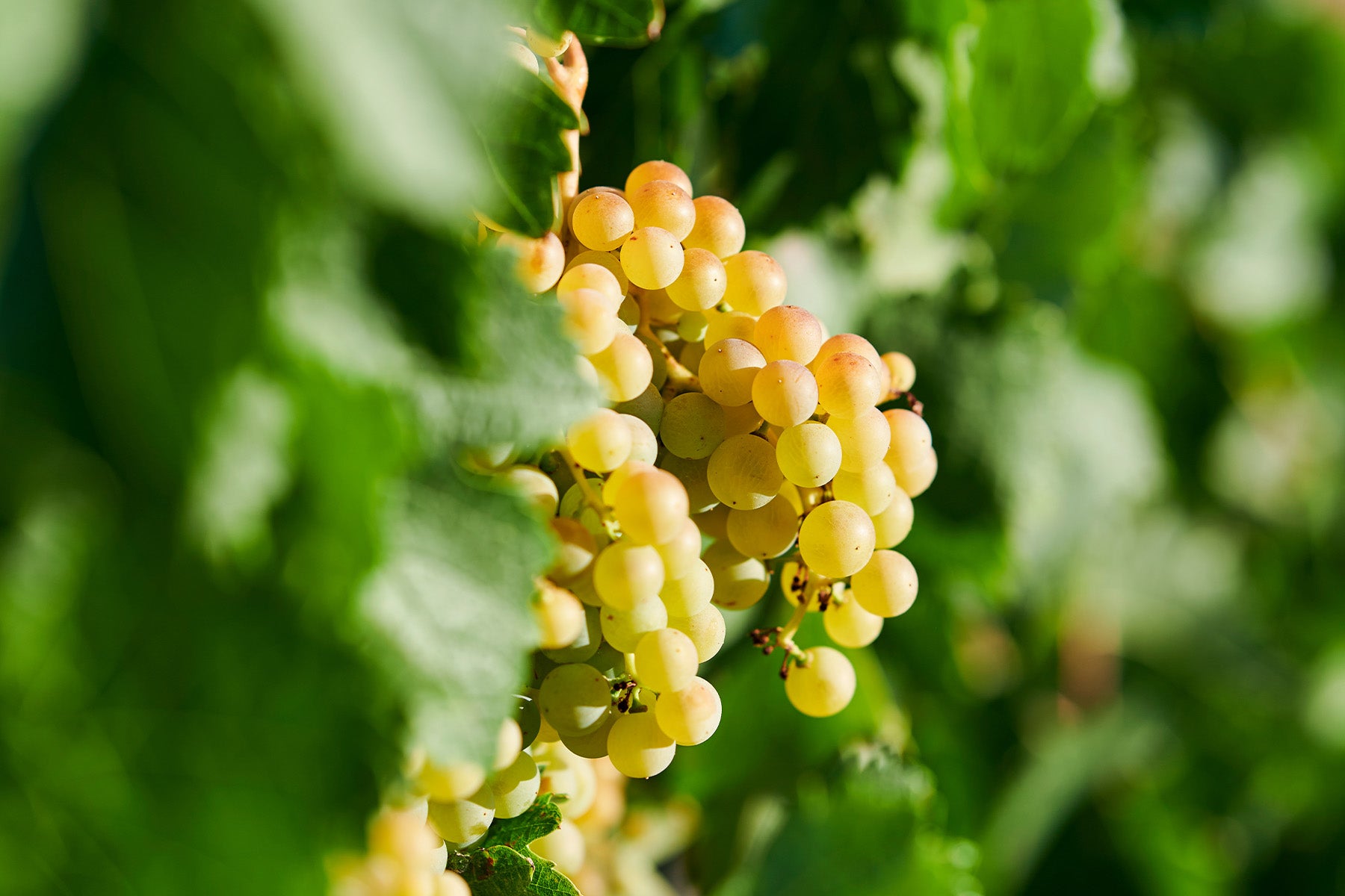 Melon De Bourgogne