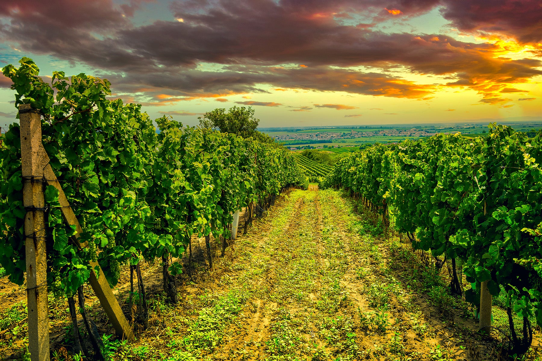 Puligny-Montrachet 1er Cru