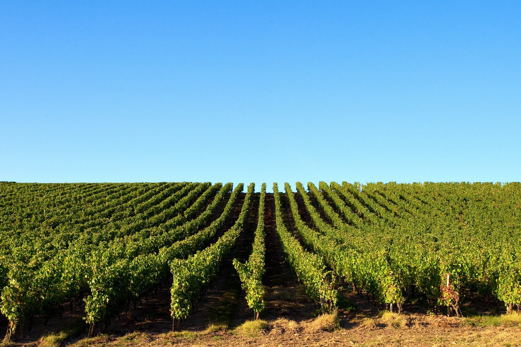 Coteaux Bourguignons