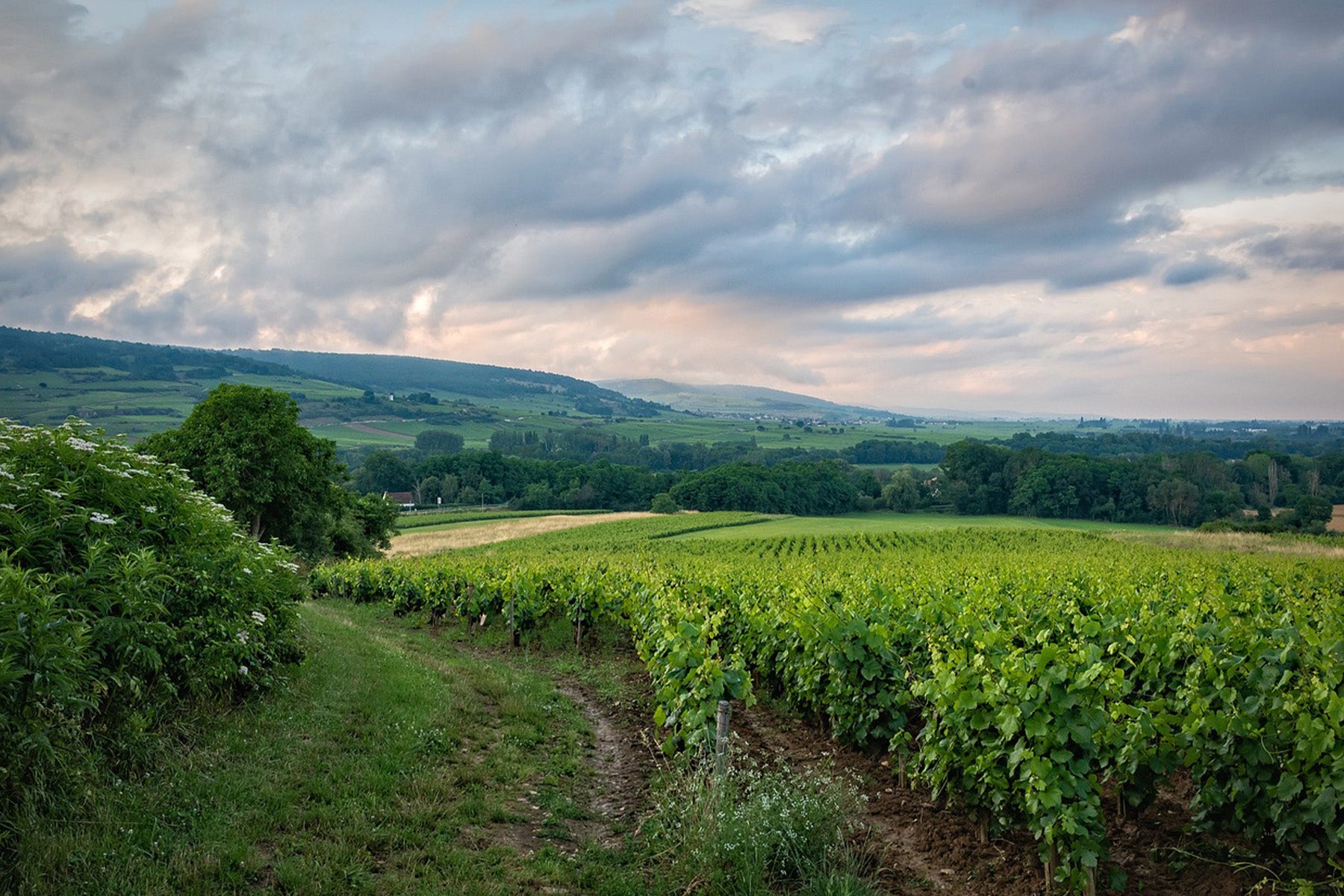 Coteaux du Layon