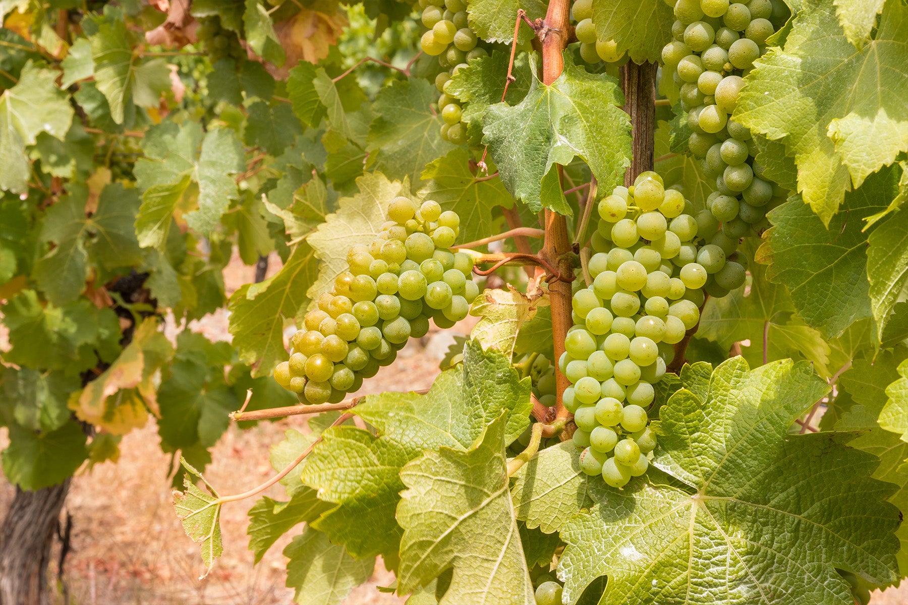 Sauvignon Blanc