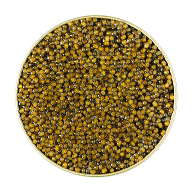 Sage Society Golden Kaluga Hybrid Caviar